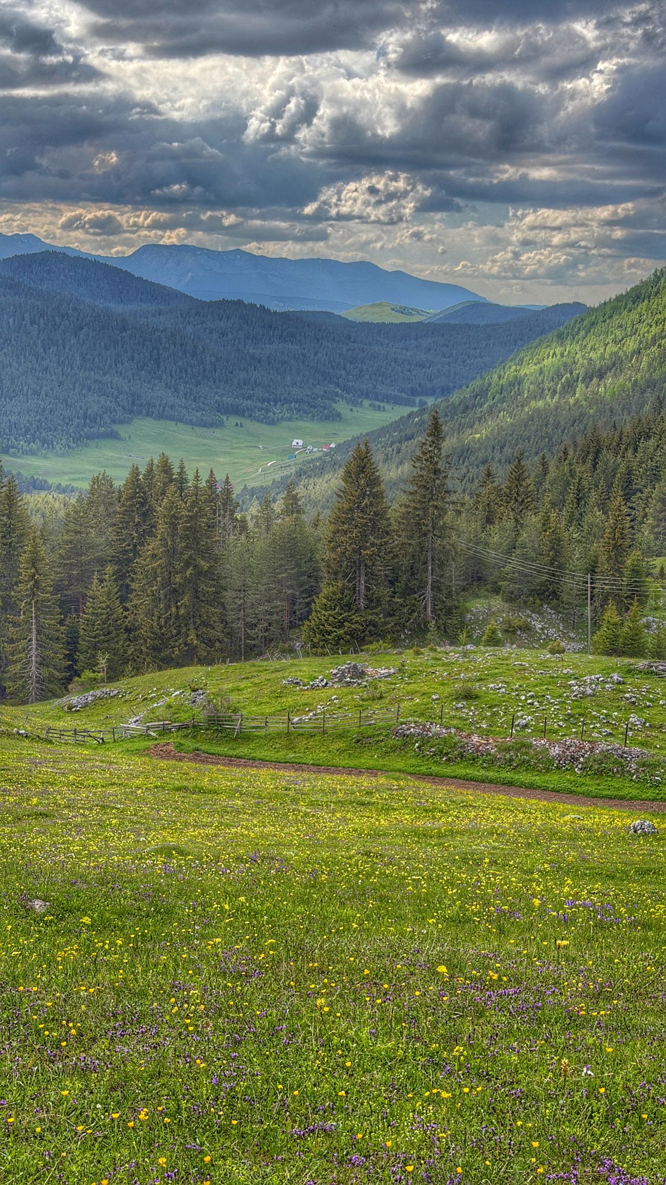 Wildflower meadow and dramatic clouds over the mountains of Durmitor National Park, Montenegro