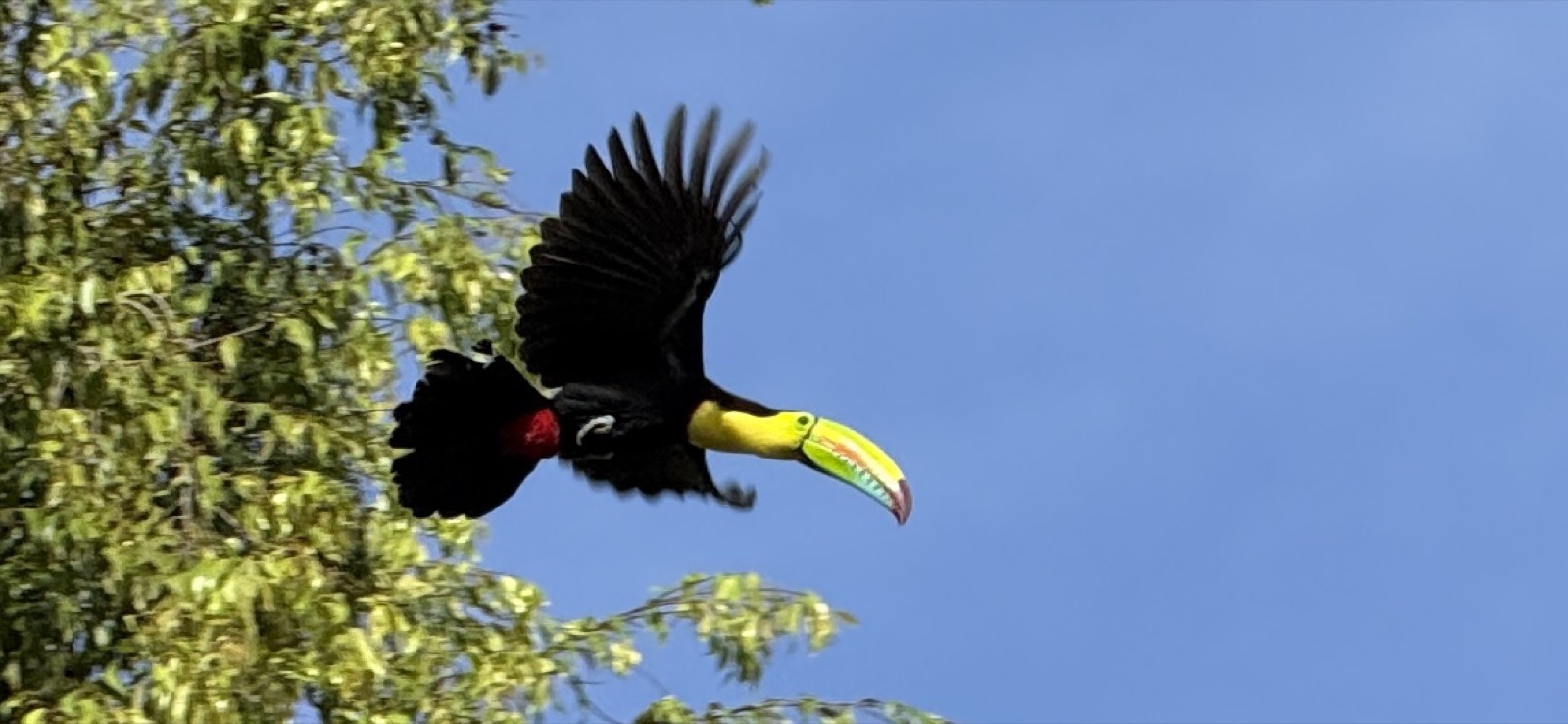 Toucan in flight, Panama