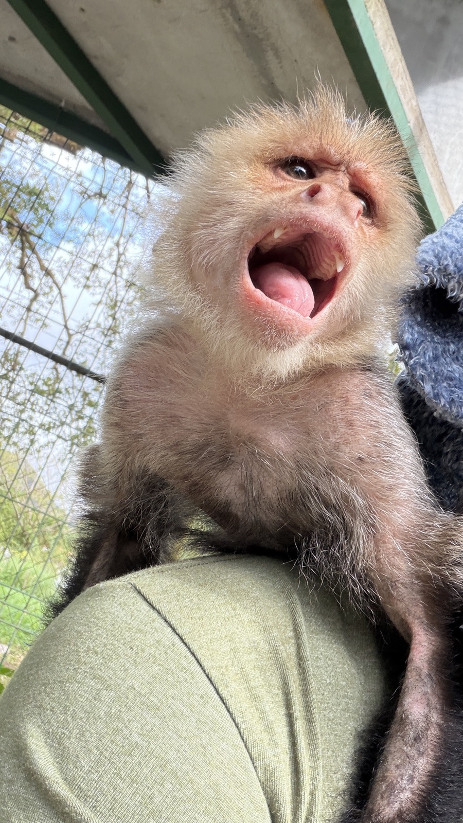 Capuchin monkey close-up, Panama