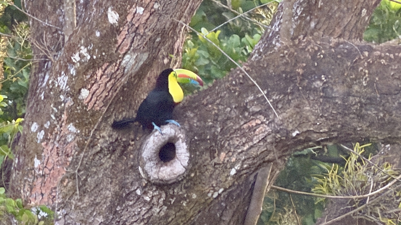 Toucan at tree hollow, Panama