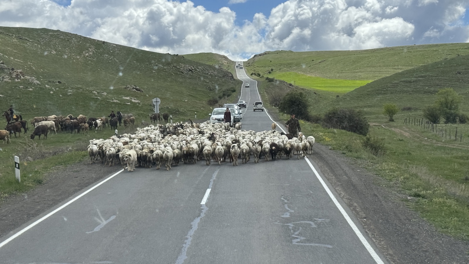 Sheep flock crossing a mountain road in Armenia